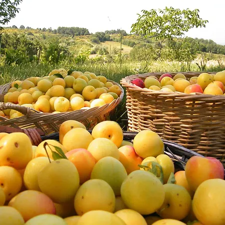 Casa Il Gelso Dei Poggi * Rivalto